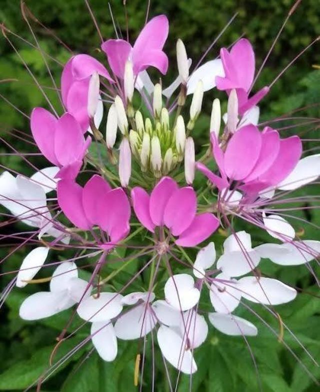 10 5 誕生花 Antenna アンテナ