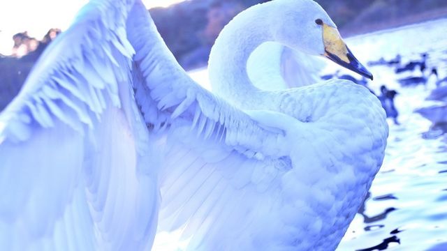 北斗の拳 ケンシロウやラオウだけじゃない 水鳥が如く美しき拳法使いレイの名言 Antenna アンテナ