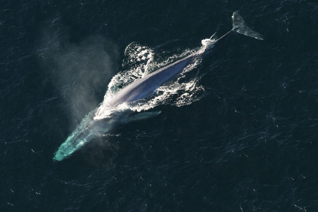 船舶とクジラの衝突を防ぐには 海に スクールゾーン をつくればいい 米国発の新しい保護システムの実力 Antenna アンテナ