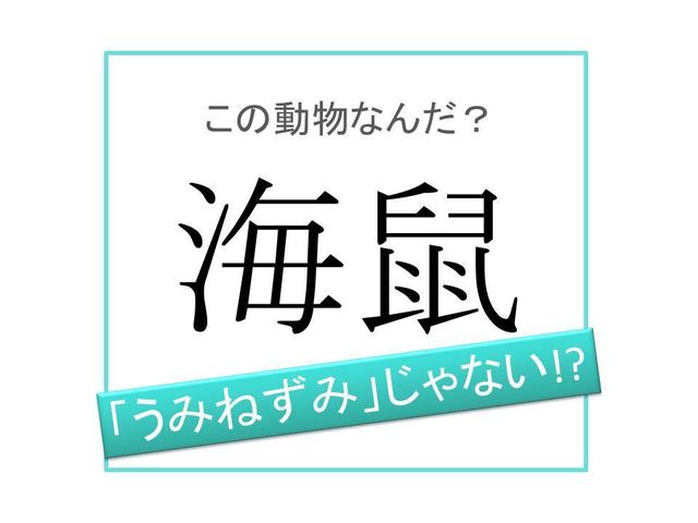動物漢字 うみねずみ ではありません 海鼠 は何と読む Antenna アンテナ