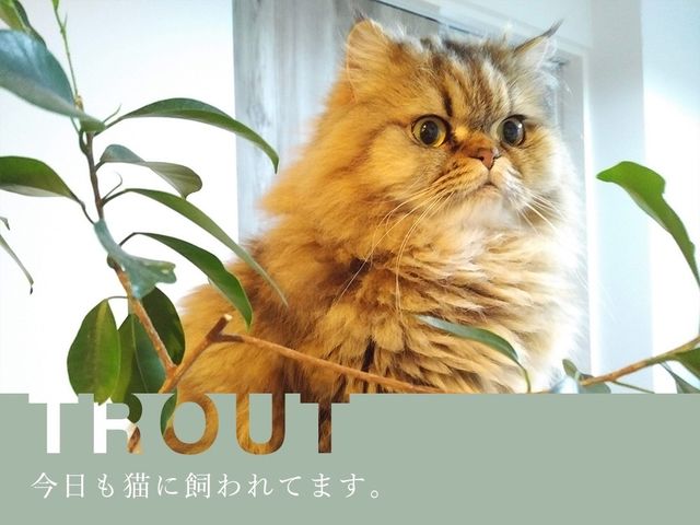 トラちゃん24 2 00 3 00 今の悩みは ご飯を食べるか食べないか 今日も猫に飼われてます Vol 175 Antenna アンテナ