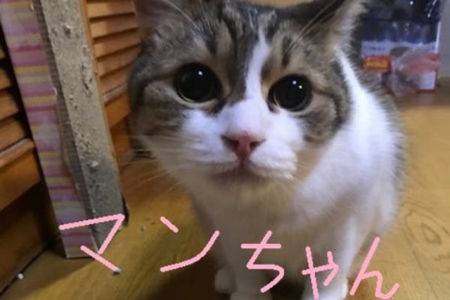 悪性リンパ腫との闘病費用をご支援ください。  antenna*[アンテナ]