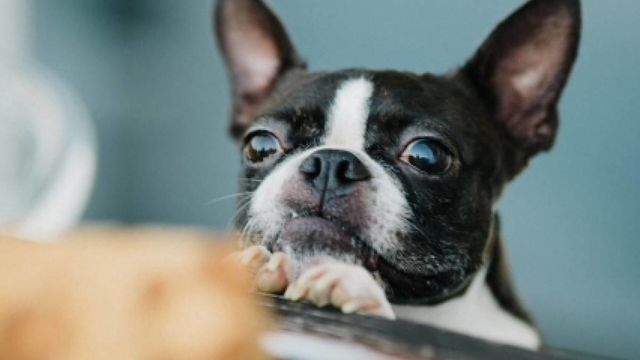 犬や猫にもトラウマが！地震を怖がるペットに飼い主ができる「3つの心 