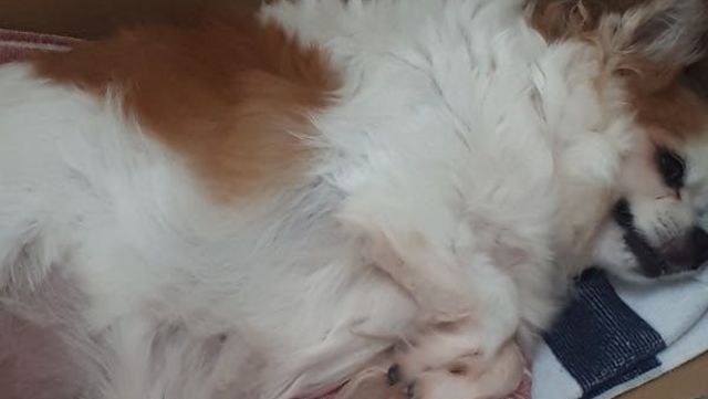愛猫に支援をお願いします！！（心筋症による動脈血栓塞栓症及び心嚢液 