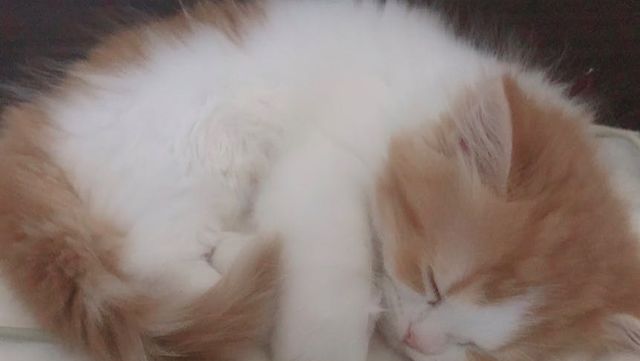 お願いします］小茶猫（こちゃねこ）を助けたいです。お力を貸して 
