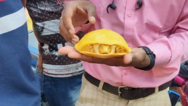 ユキヒョウの擬態の写真が 目を凝らしても見つけられない と大反響 インド森林局職員の投稿が話題に Antenna アンテナ