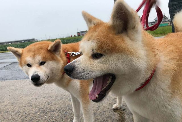 流行語大賞ノミネート カゴパク は犯罪 今日は何の日 11月8日 下弦 ドイツの物理学者ヴィルヘルム レントゲン博士がエックス線を発見 15 東京 府中市に東京競馬場が開場 1933 ジョン F ケネディ 1917 1963 が米大統領選に史上最年少43歳で当選