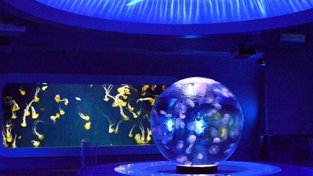 新江ノ島水族館 えのすいクリスマス クラゲのスノードーム や 光る生物 を展示 Antenna アンテナ