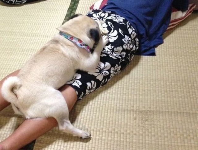 犬が飼い主さんの 足元で寝るとき のくっつき方で信頼度がわかる Antenna アンテナ