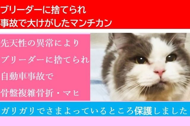 一歳ほどのマンチカン ブリーダー放棄され自動車事故にあったねこ保護費に支援を Antenna アンテナ