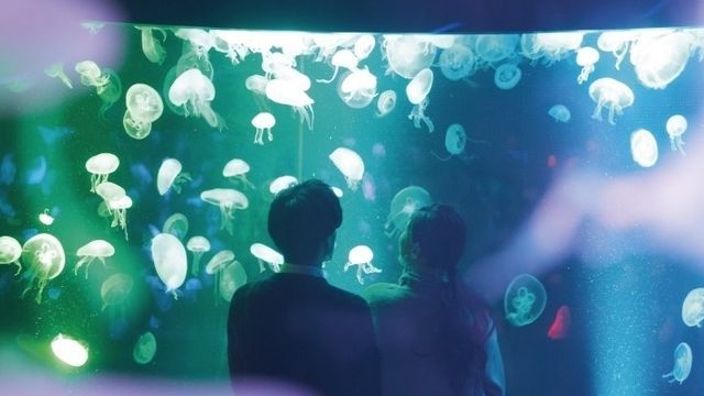 京都水族館夏イベント くらげと風鈴 本物そっくり クラゲ風鈴 のライトアップ クラゲスイーツも Antenna アンテナ