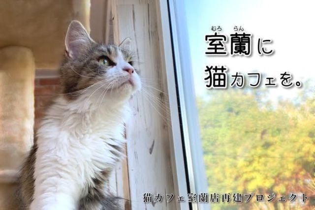 室蘭市に 猫カフェ存続の危機 猫スタッフの居場所を守りたい 猫カフェを Antenna アンテナ