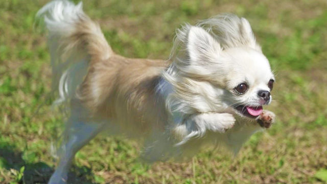 ダウン症の小学生を支えるテリア犬は 兄であり弟であり親友 Antenna アンテナ