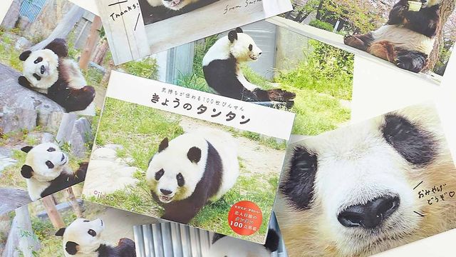 神戸の王子動物園のジャイアントパンダ タンタン の写真を募集 1000枚以上集まれば写真集を出版します Antenna アンテナ