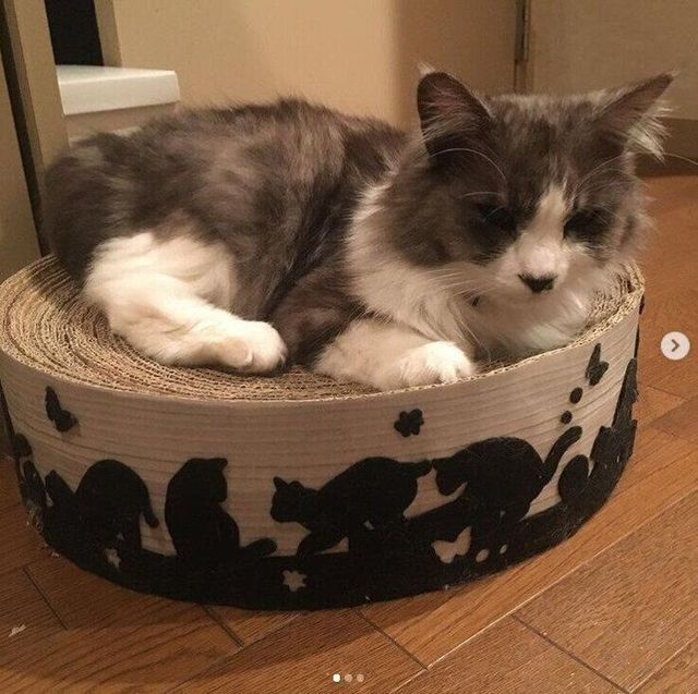 猫用爪とぎを簡単にdiyする方法 飼い主さん自作の爪とぎ画像も Antenna アンテナ