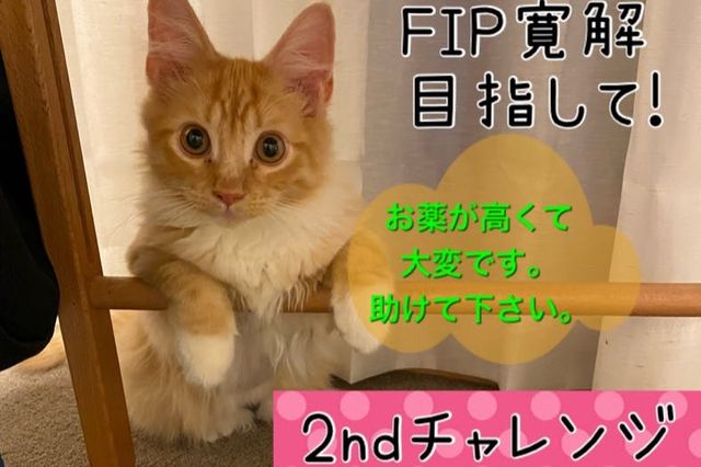 FIP寛解目指す愛猫の治療費《2ndチャレンジ》にご協力お願い致します 