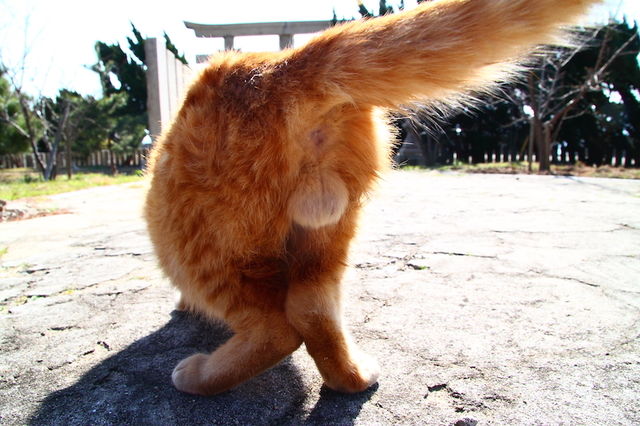 にゃんたま は神様の化身 幸せを呼ぶまあるい鈴カステラ Antenna アンテナ