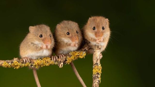 フェロモンの正体とは 匂いとの違いを徹底解説 Antenna アンテナ