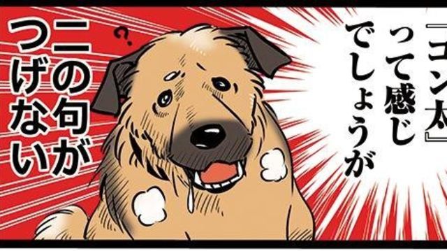 ゴンさんのルーツ 雑種犬ゴンさんがダサかわいい 6 Antenna アンテナ ゴンさんのルーツ 雑種犬ゴンさんがダサかわいい 6 Antenna アンテナ