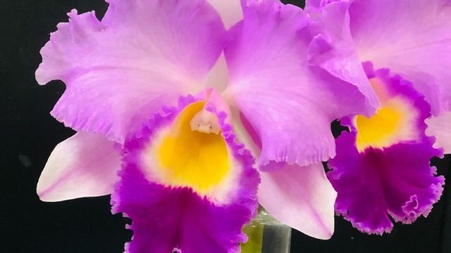 恋愛運も女の色気もアップ 華麗な大輪 ダリア の飾り方 Antenna アンテナ