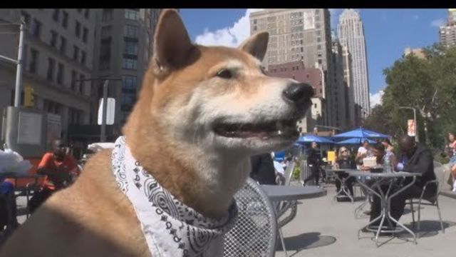 どうぶつピース かわいい大図鑑 犬編 53 怖いもの知らず新人犬vsやきもち先輩犬 Antenna アンテナ