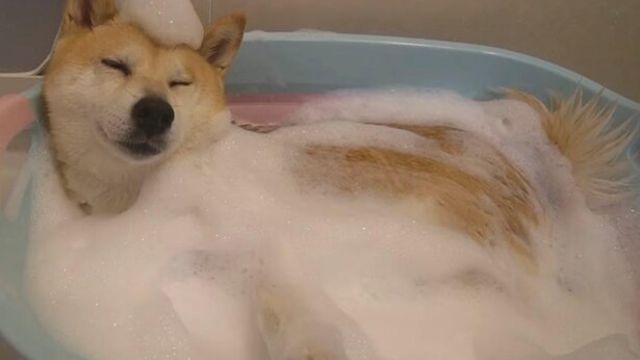 足の裏をこちょこちょされた柴犬 飼い主さんに決死の反撃 Antenna アンテナ