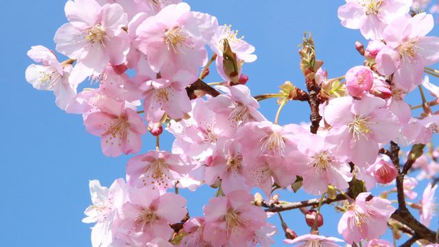 里帰り出産の実家へのお礼はどうする 相場や渡し方を紹介 Hanako ママ Web Antenna アンテナ 里帰り出産の実家へのお礼はどうする 相場や渡し方を紹介 Hanako ママ Web Antenna アンテナ