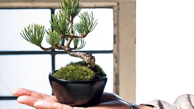 人間スタンプラリー タトゥーを愛する盆栽作家の生き様 Antenna アンテナ