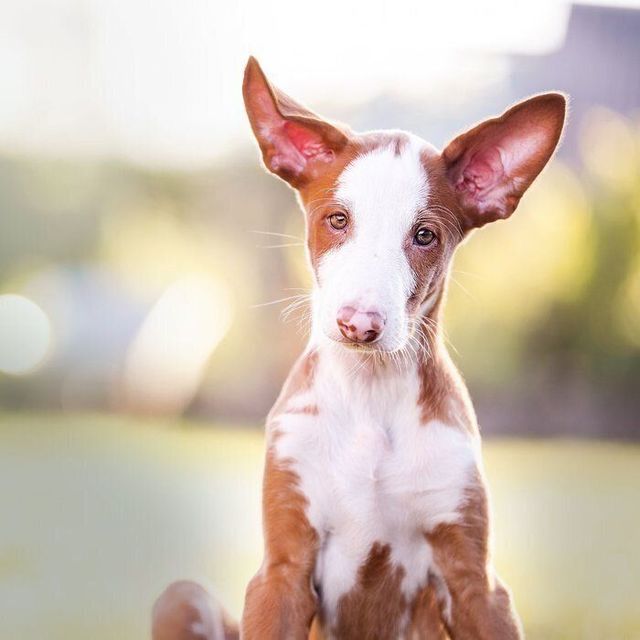 古代エジプトの謎 ファラオの墓に描かれていた犬の正体 とは Antenna アンテナ