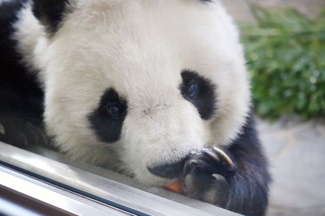 動物園のパンダに飼育員さんから サプライズプレゼント 独り占めする仕草が可愛すぎる Antenna アンテナ