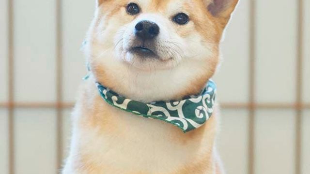 コロコロの豆柴たちに癒される 話題の豆柴カフェ福岡店に行ってみた Antenna アンテナ