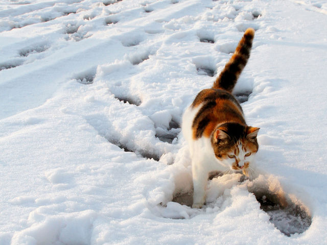 雪道でにゃんこがツイスターゲーム 雪で足が冷えるから注意してるのニャ Antenna アンテナ
