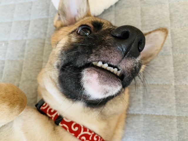 疲れ知らずの元気すぎる犬が疲れた結果 こうなったww 第116話 犬 疲れない 原田ちあきのやばみ系猫マンガ Antenna アンテナ