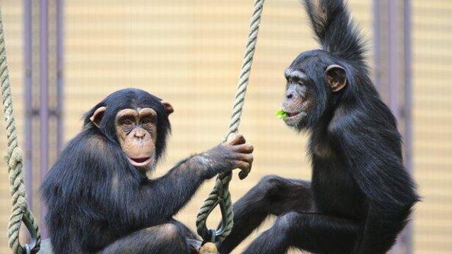 チンパンジーの 殺し合い は人間の影響ではない 眠れないほど面白い地球の雑学 46 連載 Antenna アンテナ