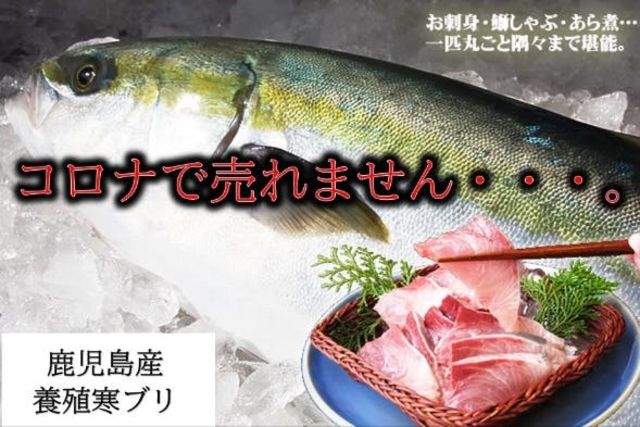 鹿児島県産寒ブリを助けてください 今年のブリは大変脂がのっています Antenna アンテナ
