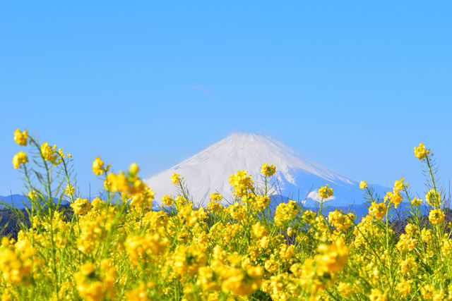 関東 菜の花10選 定番 穴場な絶景菜の花畑 春のピクニック 日帰り旅行の行き先候補に Antenna アンテナ
