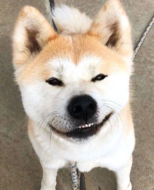 何か企んでいそうな笑みを浮かべる秋田犬 どうしたの 撮影裏話にほっこりする Antenna アンテナ