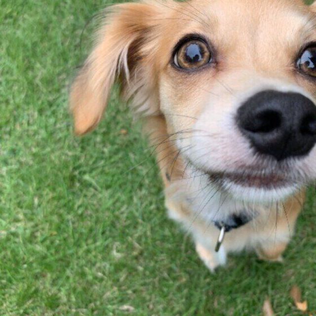 犬が靴下のニオイが好き なのには理由があった 犬の嗅覚のスゴイ機能 Antenna アンテナ