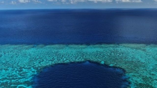 噛まれた グレートバリアリーフで流血事件 犯人は 身近な魚 被害者は サメ だと主張するが Antenna アンテナ