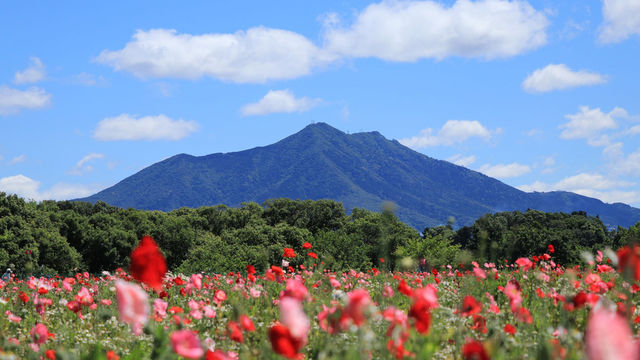 関東 春の美しすぎる お花畑 15選 3月 4月 5月におすすめの絶景名所 Antenna アンテナ