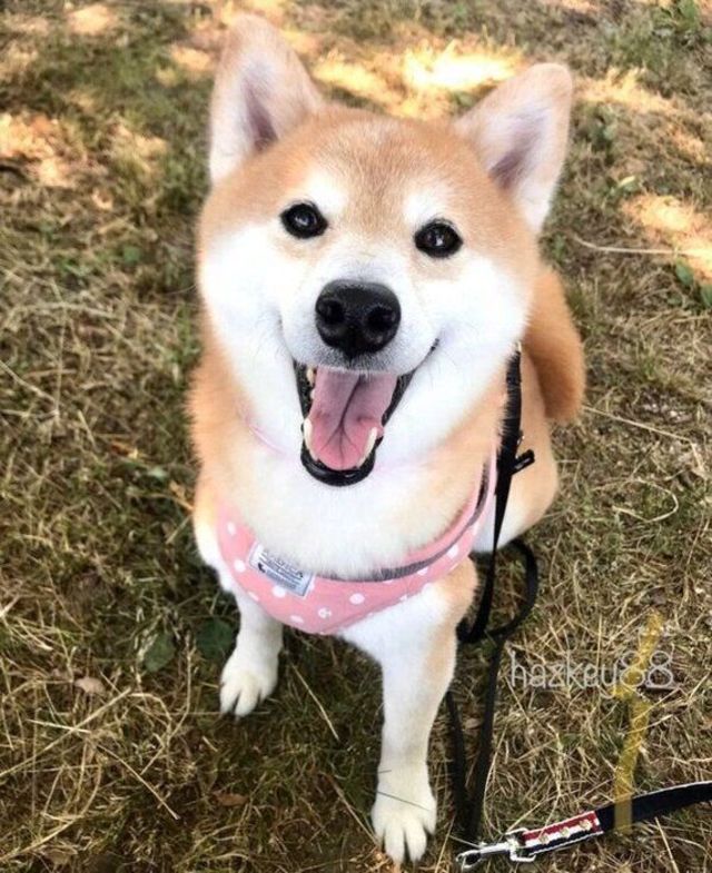 保護犬カフェで このコだ と思った柴犬との出会い ブリーダーから保護され 家庭犬になった今の姿は Antenna アンテナ