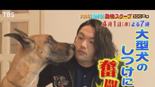 犬の上目遣いって計算 爆笑 可愛すぎる 知らなかった 犬ネコ 行動解明sp 動物スクープ100連発 11 11 木 Tbs Antenna アンテナ