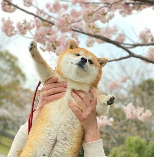 なんて可愛いシバ桜 桜の木の下で豆柴が見せたにっこり笑顔に癒される Antenna アンテナ なんて可愛いシバ桜 桜の木の下で豆柴が見せたにっこり笑顔に癒される Antenna アンテナ