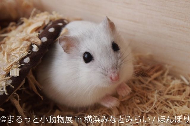 横浜で まるっと小動物展 開催 ハムスターやリスを まるごと 楽しめる癒し空間 Antenna アンテナ
