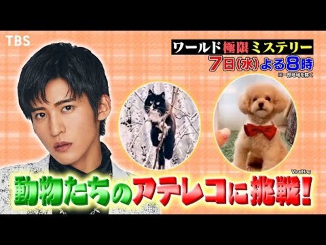 ワールド極限ミステリー 4 7 水 Snow Man目黒蓮が爆笑 イケメンアニマルを紹介 さらに愛犬映像も公開 Tbs Antenna アンテナ