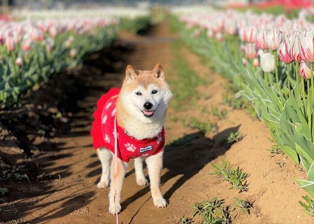 満開のチューリップを背景に撮影 モデルの柴犬かぼすちゃんはギャラ ドッグフード2粒 に贅沢は言いません Antenna アンテナ