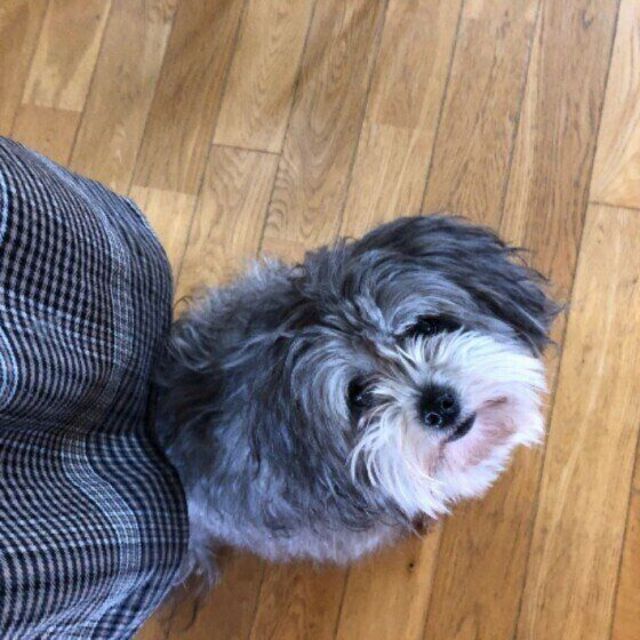 犬が飼い主さんに お尻をくっつける 可愛い理由 Antenna アンテナ