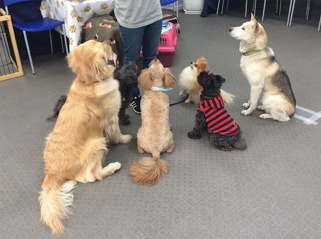 ほかの犬をかわいがると愛犬が怒るのは 嫉妬 連載 西川文二の 犬ってホントは Vol 73 Antenna アンテナ