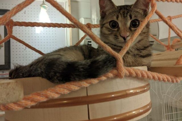 愛猫家さんの猫ちゃんにクォリティーの高い猫遊具・猫家具で遊んで貰い 