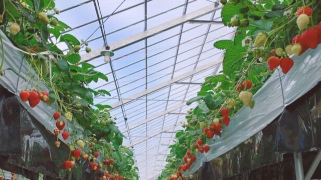 絶品いちごを収穫体験 千葉県富津市のマザー牧場で いちご狩り が開催中 Antenna アンテナ